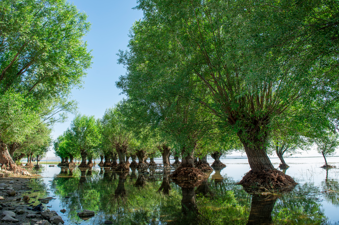 Arboles Protectores de Agua