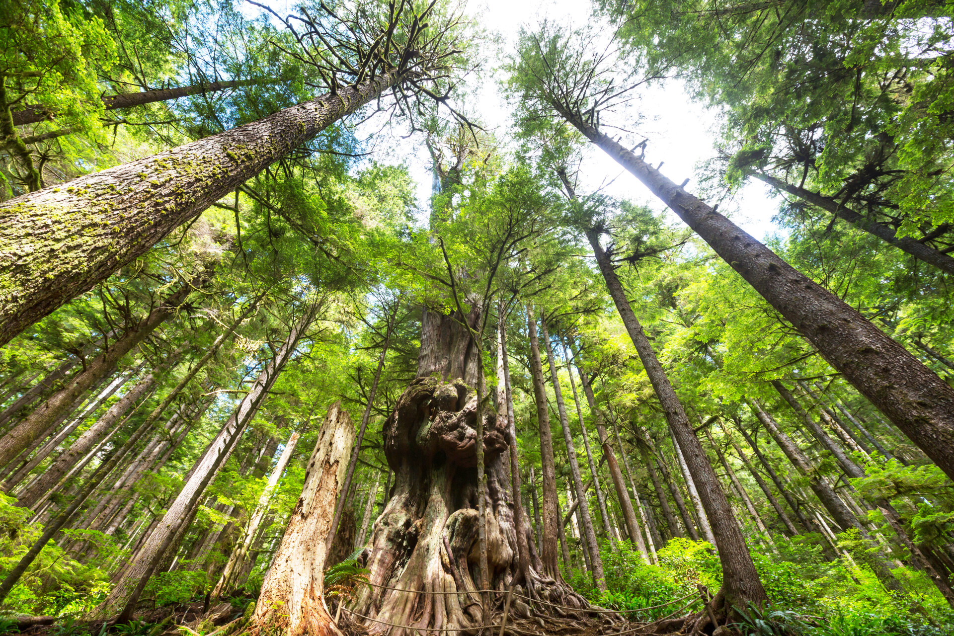 🌳 Planta un árbol, siembra vida 🌱