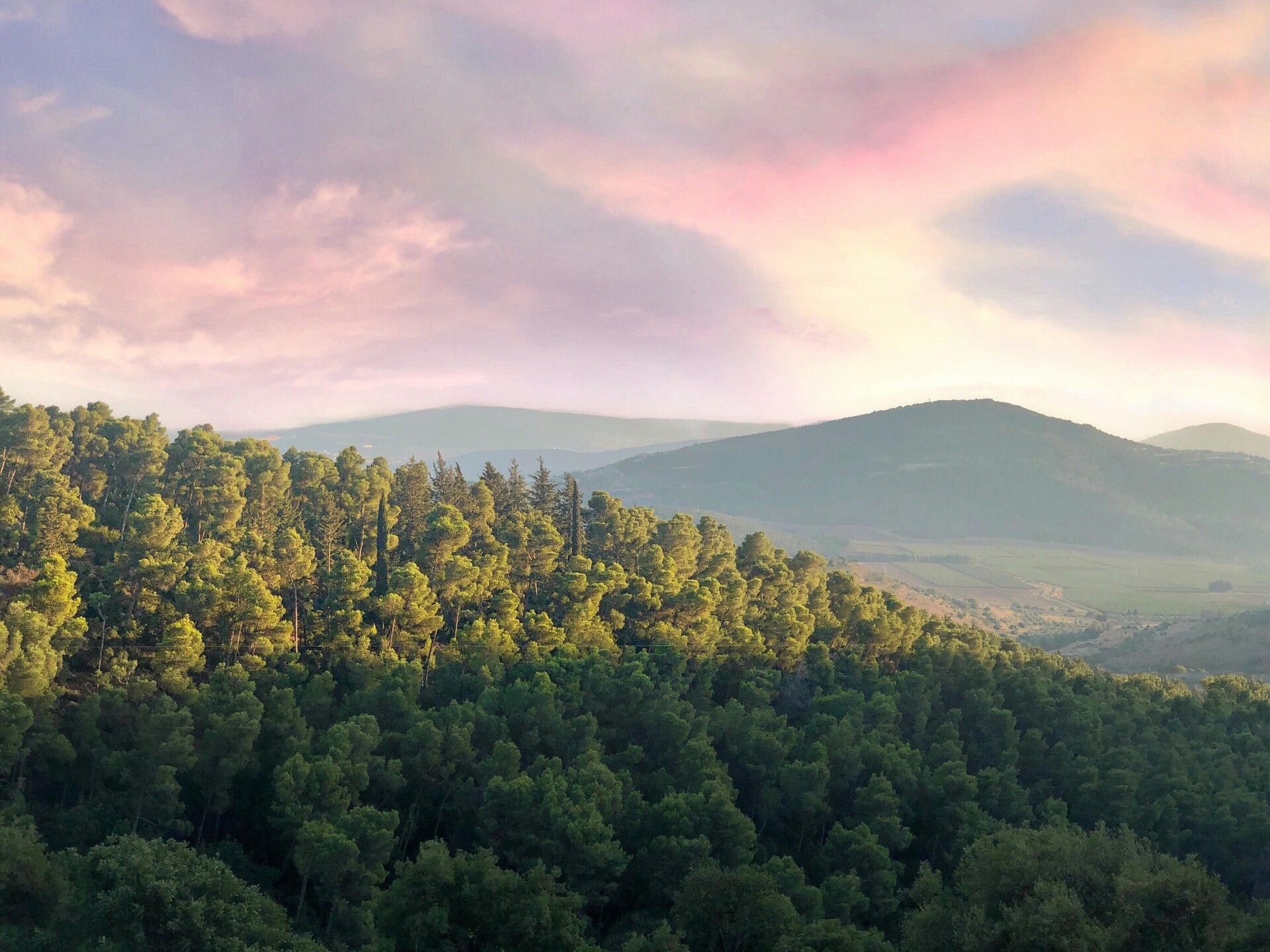 El árbol que buscas está aquí. Descubre nuestra variedad de especies.