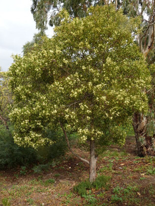 Acacia japonesa