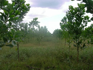 Acacia Mangium