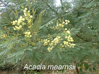 Acacia Negra