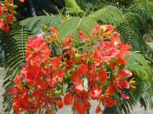 Acacia Roja