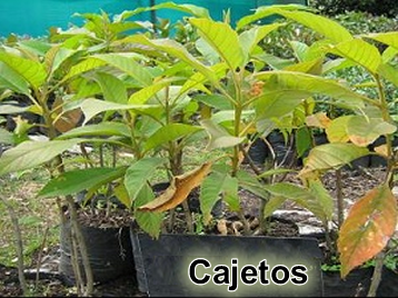 Cajetos