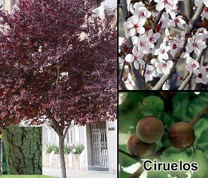 Ciruelos