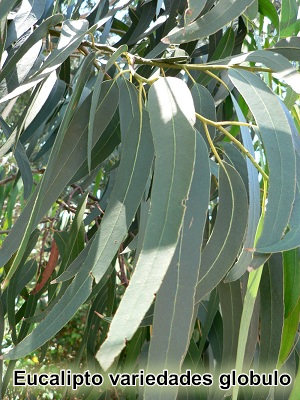 Eucalipto variedades globulo