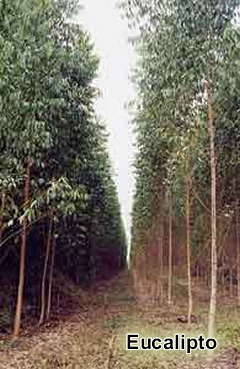 Eucalipto
