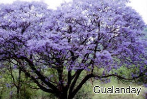 Gualanday