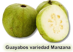 Guayabos variedad Manzana