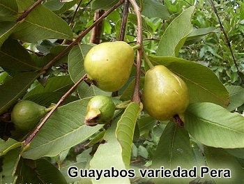 Guayabos variedad Pera