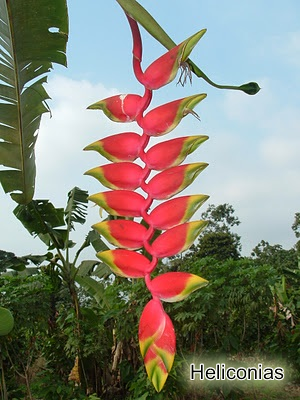 Heliconias