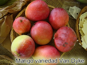 Mango