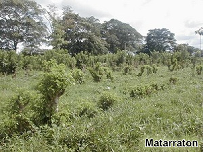 Matarraton