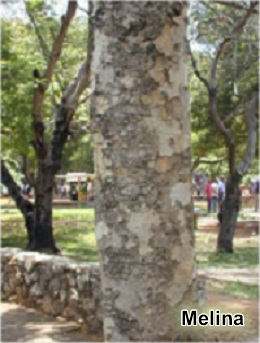 Melina