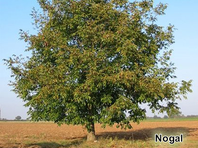 Nogal