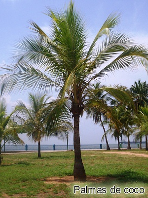 Palmas de coco
