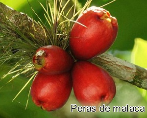 Peras de malaca
