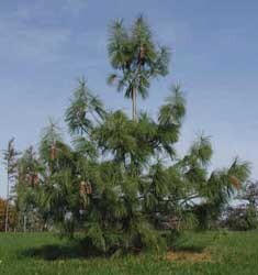 Pinos variedad patula