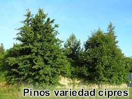 Pinos variedad cipres