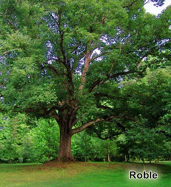 Roble
