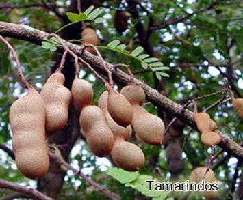 Tamarindos