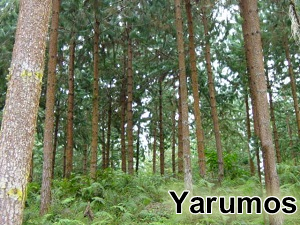 Yarumos