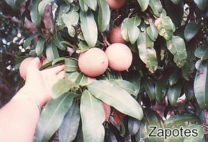 Zapotes